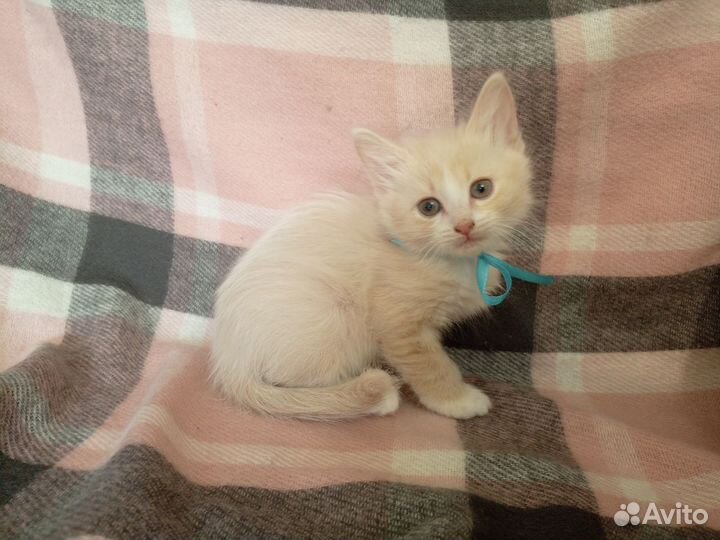 Котята ищут дом