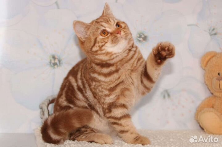 Британский котик циннамон мраморный