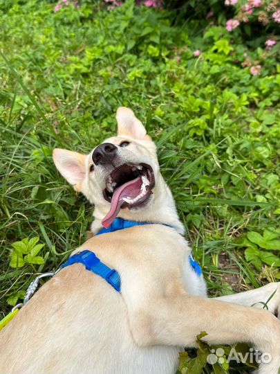 Маленькая собака/ щенок в добрые руки