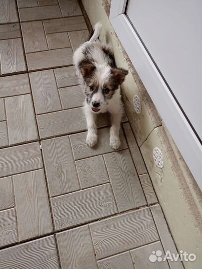 Собака в добрые руки отдам бесплатно