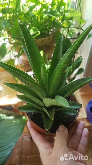 Сансевиерия