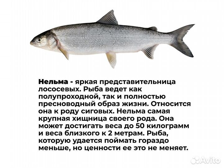Стейки из лососевых пород рыб холодного копчения