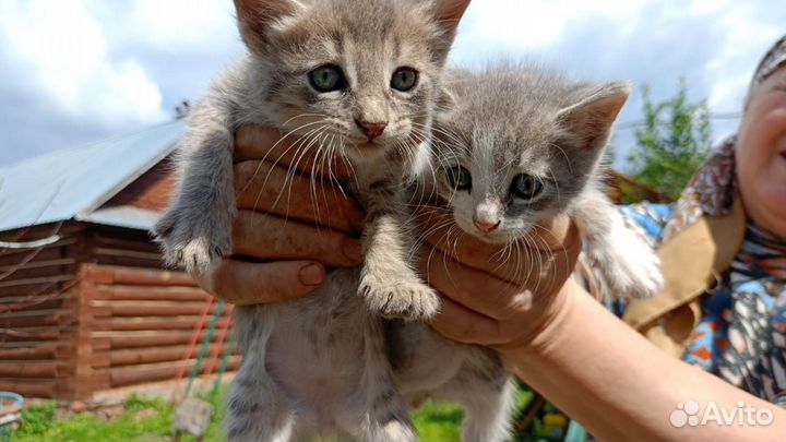 Котята - мышеловки в хорошие руки