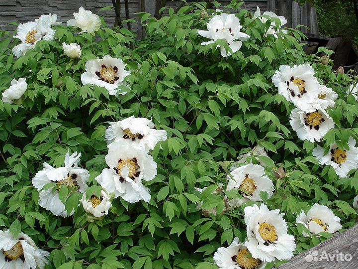 Пион древовидный микс, семена