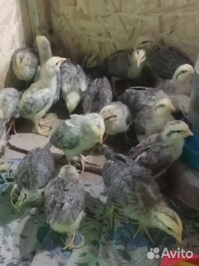 Цыплята петушки