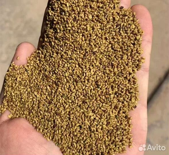 Семена люцерны