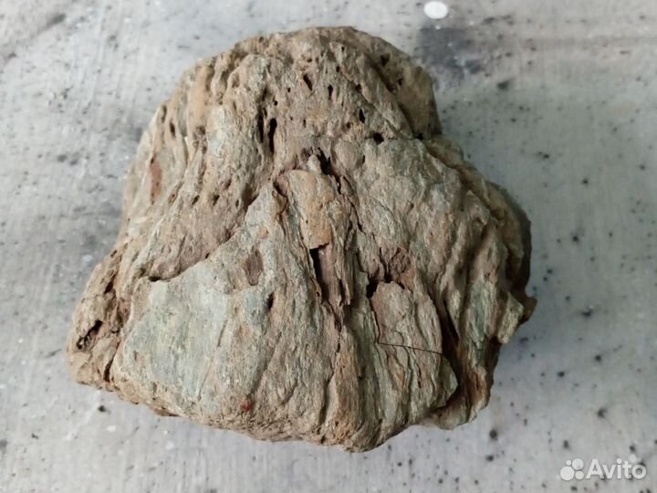 Окаменелое дерево