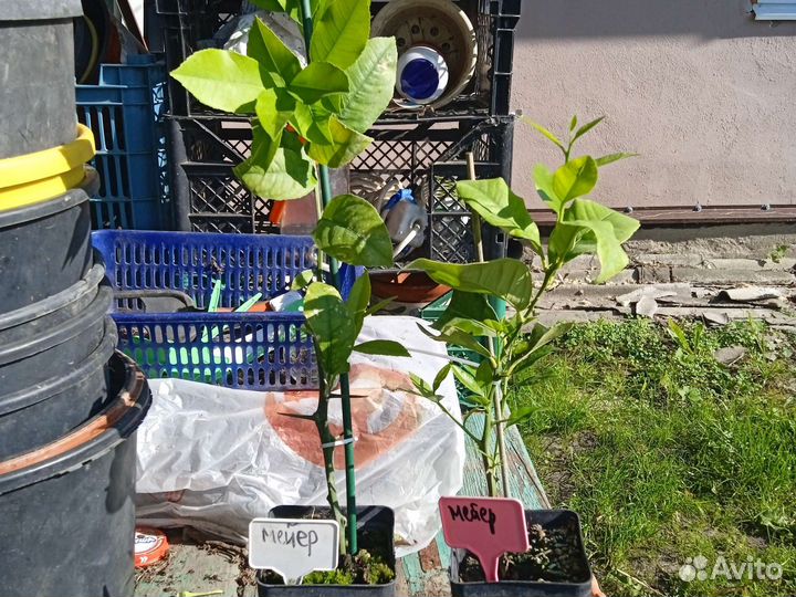 Лимон Мейера плодоносящие