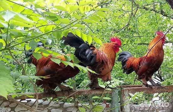 Куры Бентамки пара на счастье