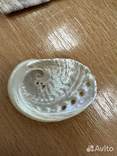 Ракушка красивая