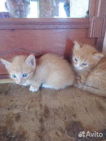 Отдам котенка в добрые руки