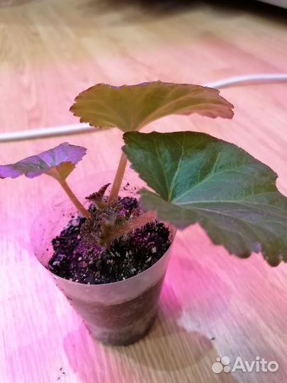 Бегония клубневая америгибрид