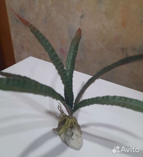Растения в аквариум