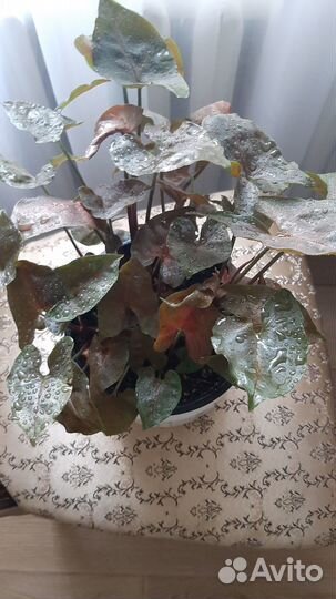 Сингониум Aron Brown