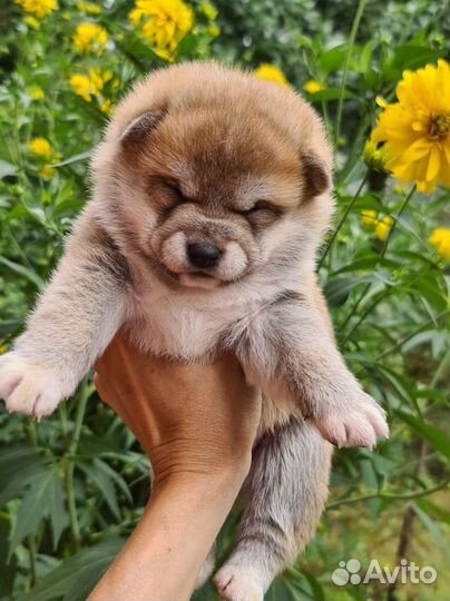 Сиба ину на продажу