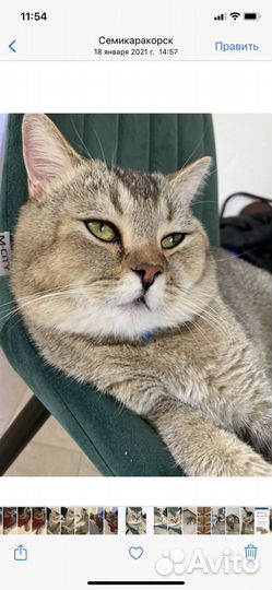 Вязка шотландский котик