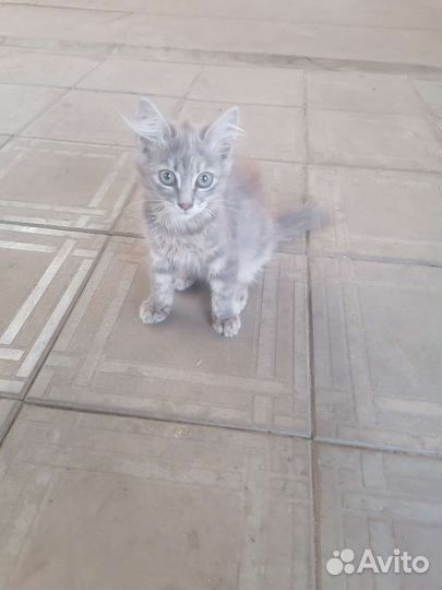 Кошка в дар бесплатно
