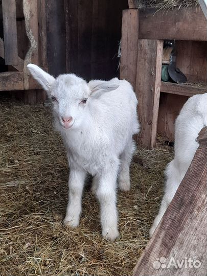 Коза дойная,козлик, козлята