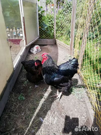 Черный петух