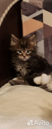 Котята мейн-кун