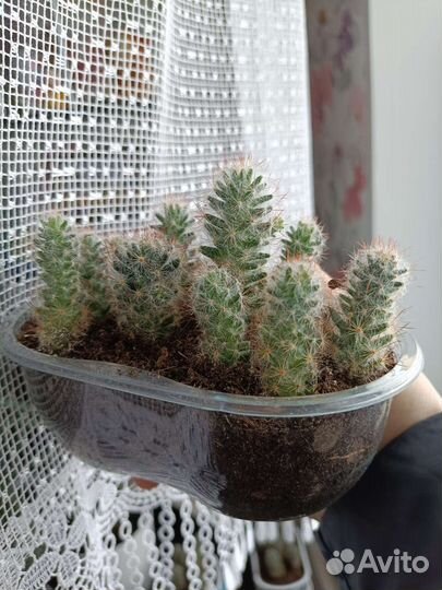 Кактус маммилярия цветущая