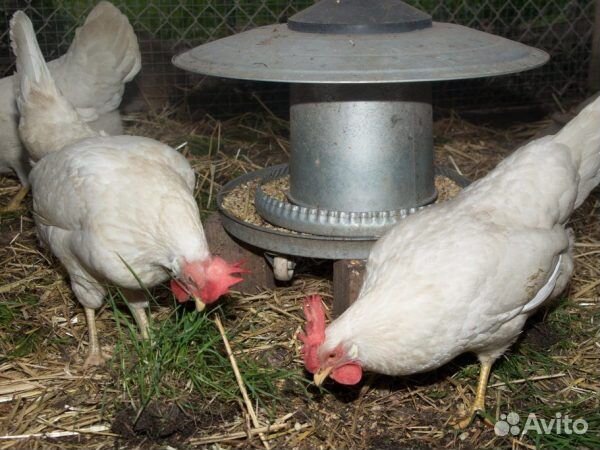 Куры несушки