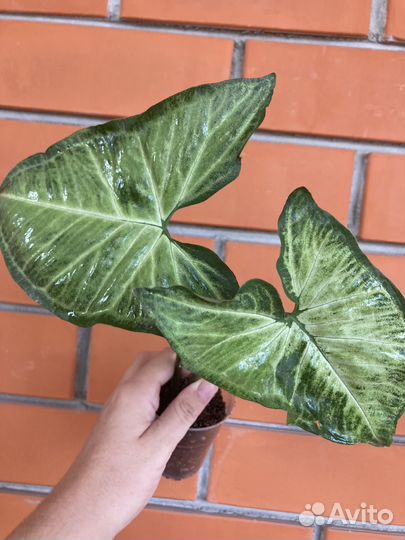 Сингониум Баттерфляй