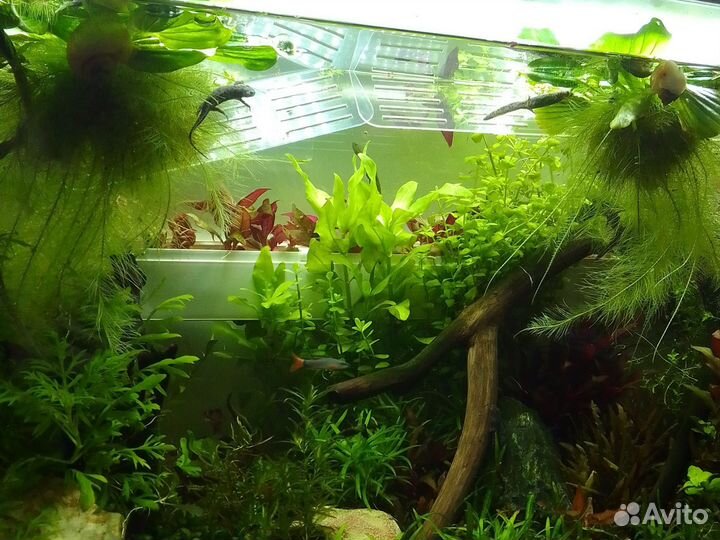 Плот- остров для черепах