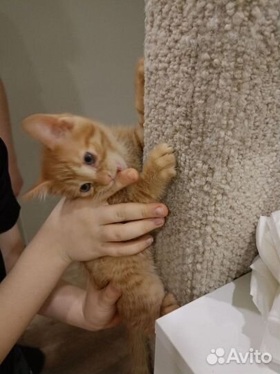 Рыжий котенок в добрые руки