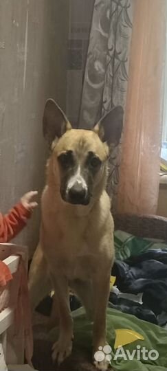 Собака в добрые руки