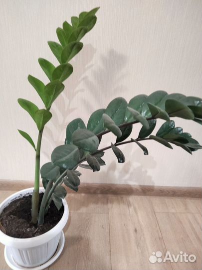 Замиокулькас