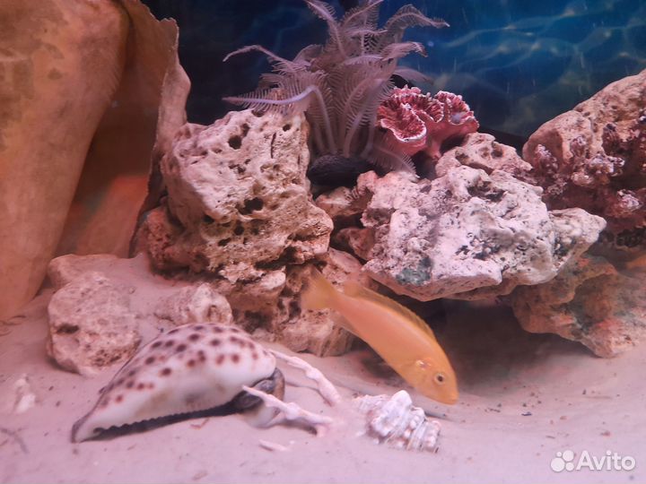 Африканские цихлиды