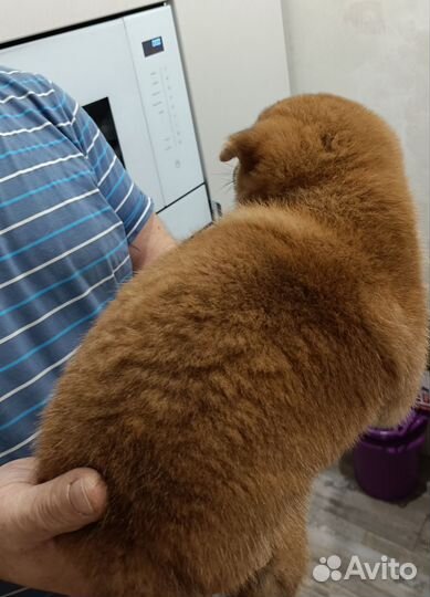Щенки сиба ину