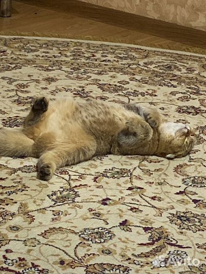 Кошка золотая шиншилла