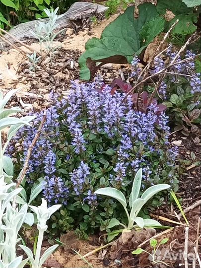 Бузульник и другие неприхотливые цветы