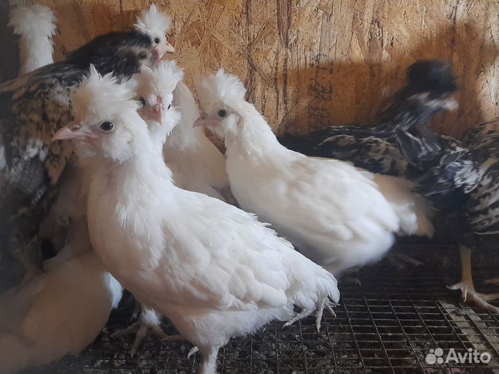 Куры несушки
