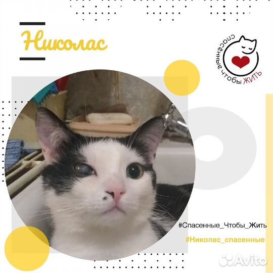 Кот Николас