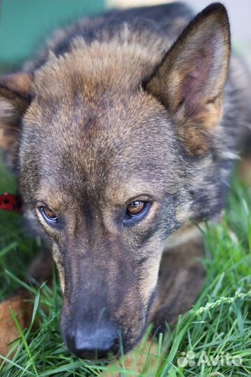 Шикарный пес пропадает в приюте