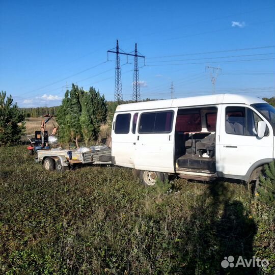 Растения крупномеры