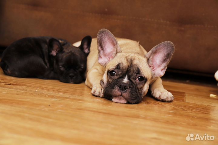 Французский бульдог щенки
