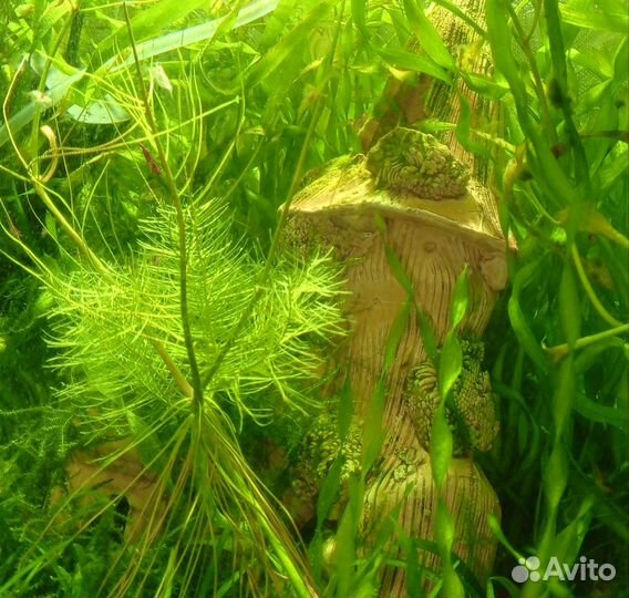 Растение для аквариума и пруда, Чилим