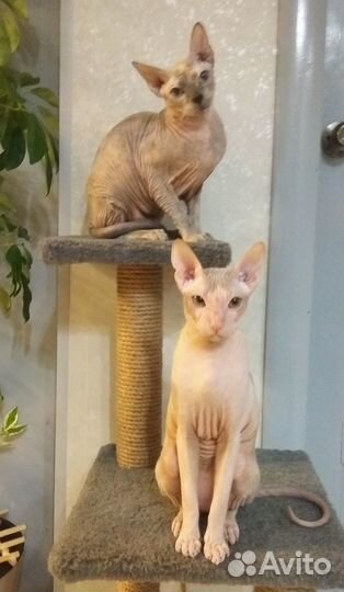 Вязка с котом