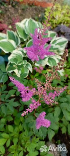 Многолетние растения