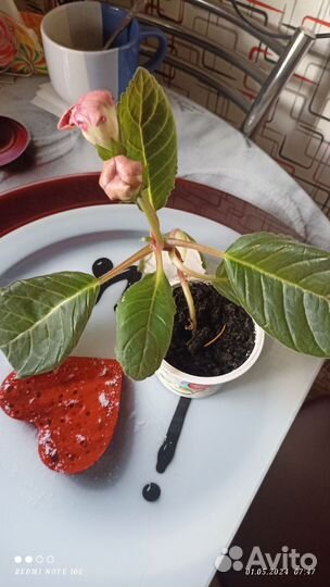 Глоксиния цветущая
