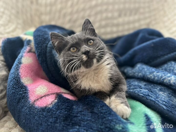 Котенок