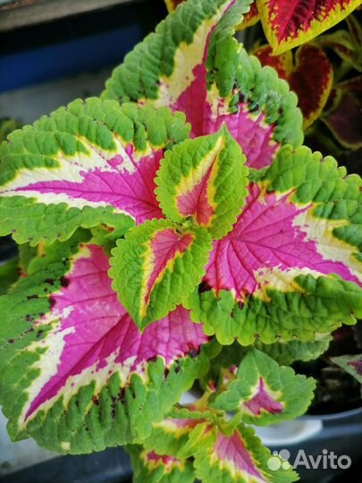 Колеусы вегетативные черенки