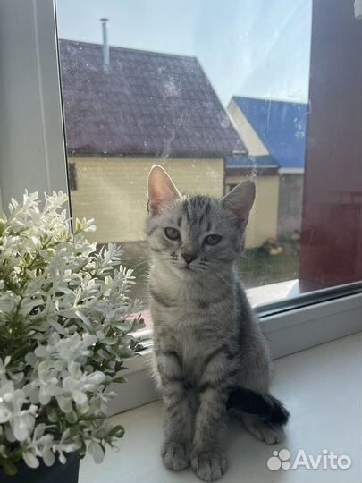 Котенок в добрые руки