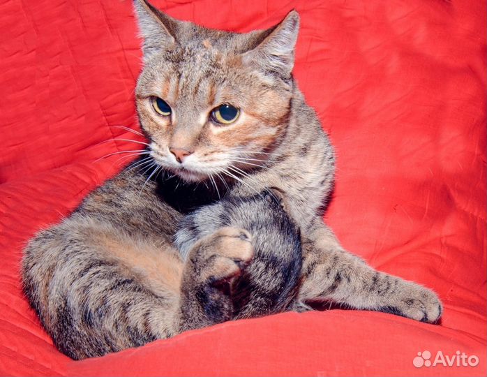 Кошка с сахарным диабетом - кошка Матрёшка