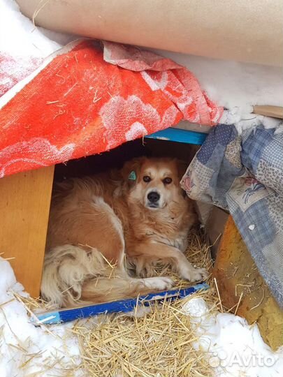 Собака дворняжка