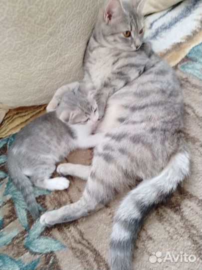 Вислоухий котенок
